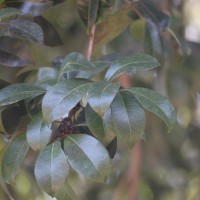 Xantolis tomentosa (Roxb.) Raf.